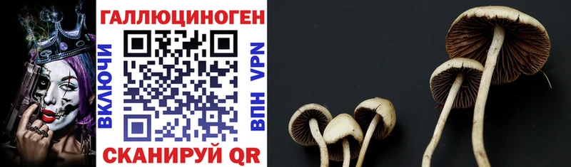 omg как войти  Абинск  Галлюциногенные грибы MAGIC MUSHROOMS 